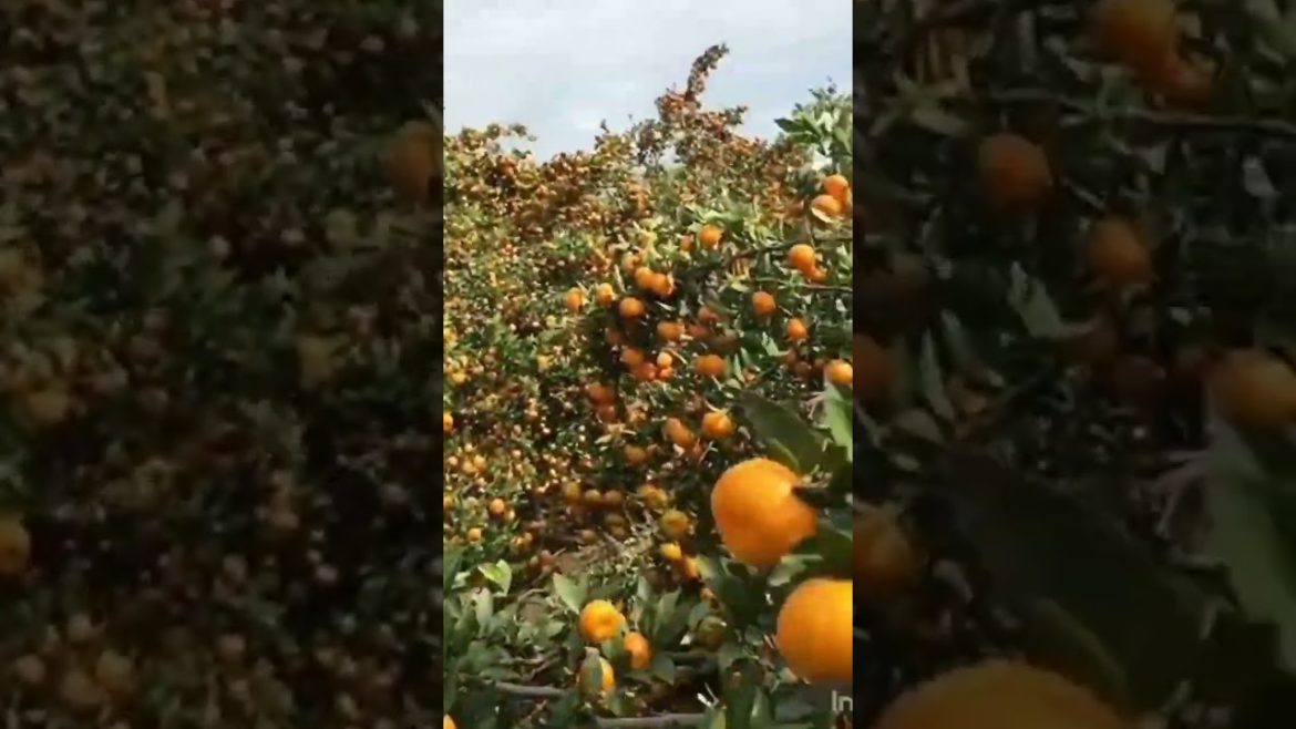 orange garden #shorts#youtubeshorts#streetfood