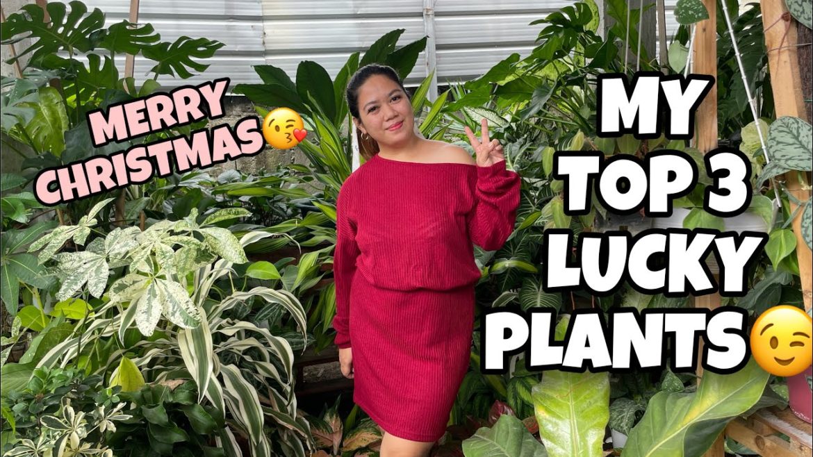 MY TOP 3 LUCKY PLANTS FOR 2023|| MERRY CHRISTMAS EVERYONE!