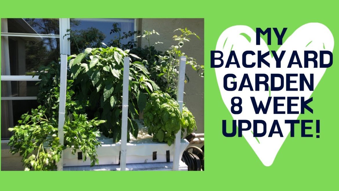 My Backyard Garden Tour 8 Week Update – Gardening, Urban Gardening, Gardening for Beginners My Backyard Garden Tour 8 Week Update - Gardening, Urban Gardening, Gardening for Beginners