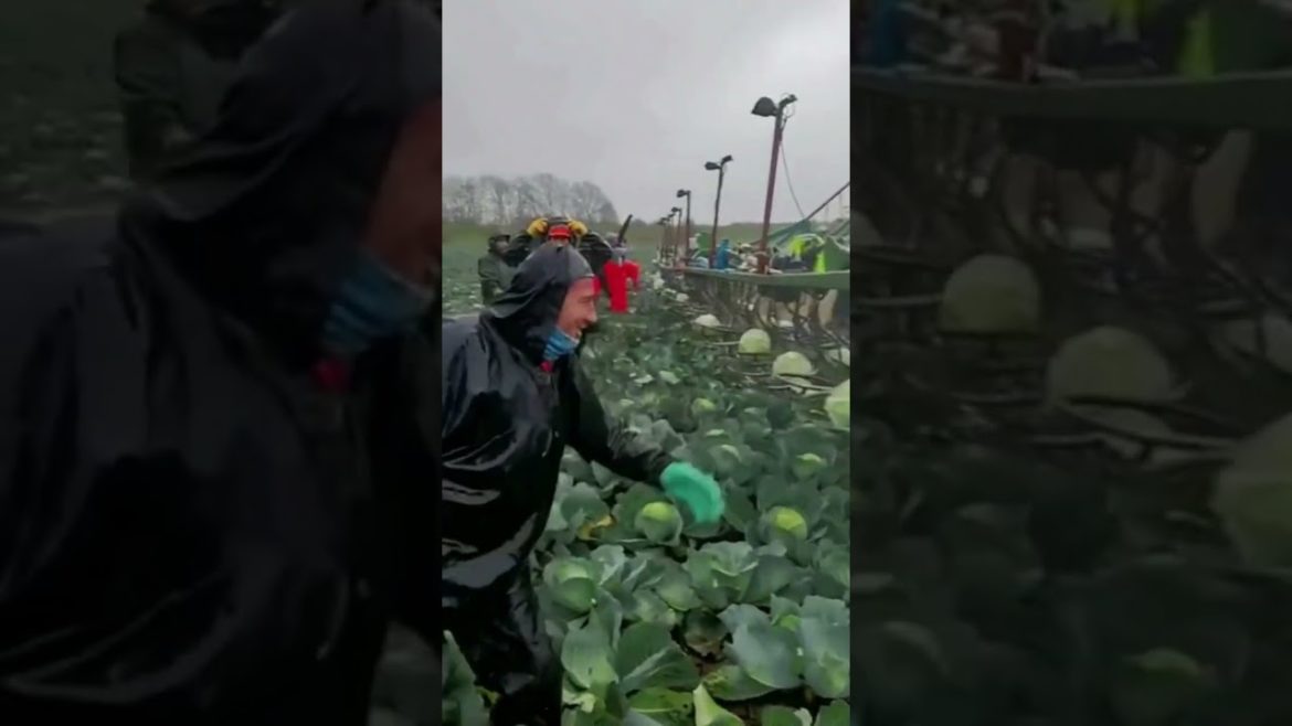 fresh vegetable in green farm #shorts