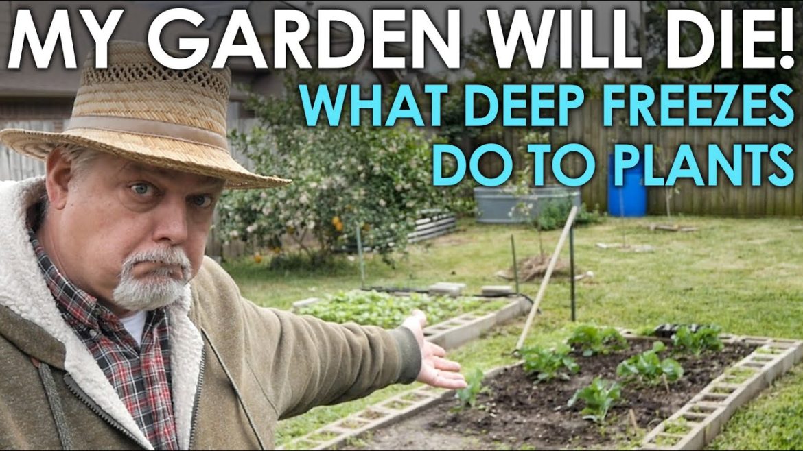 My Garden Will DIE! – What Deep Freezes do to Plants || Black Gumbo My Garden Will DIE! - What Deep Freezes do to Plants || Black Gumbo