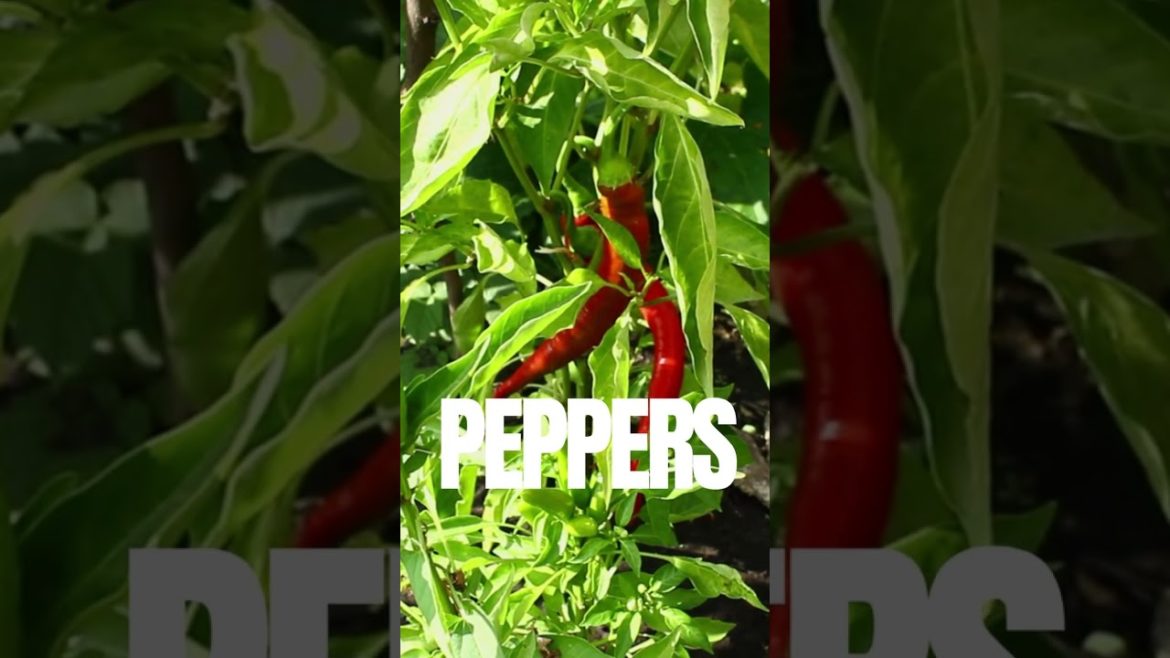 3 EASY VEGETABLES TO GROW THIS SPRING #gardenlife #containergardening #shorts