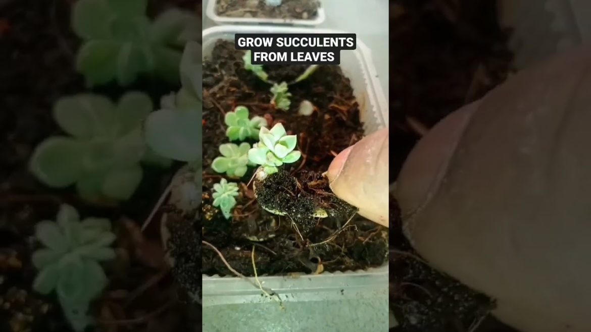 grow succulents from leaves in your garden #shorts