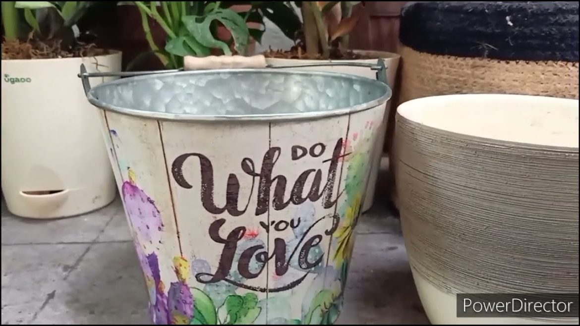 How to Decorate Indoor Air purifying plants in Double containers