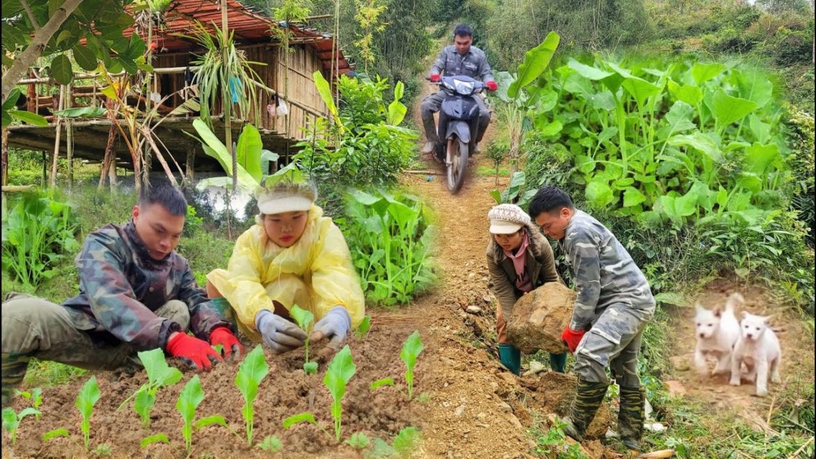 Growing vegetables, gardening, hoeing to widen the road to welcome the New Year – Episode 91 Growing vegetables, gardening, hoeing to widen the road to welcome the New Year - Episode 91