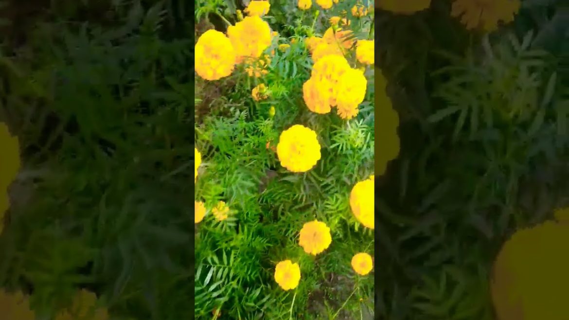 Home Garden #shorts #youtubeshorts #viral