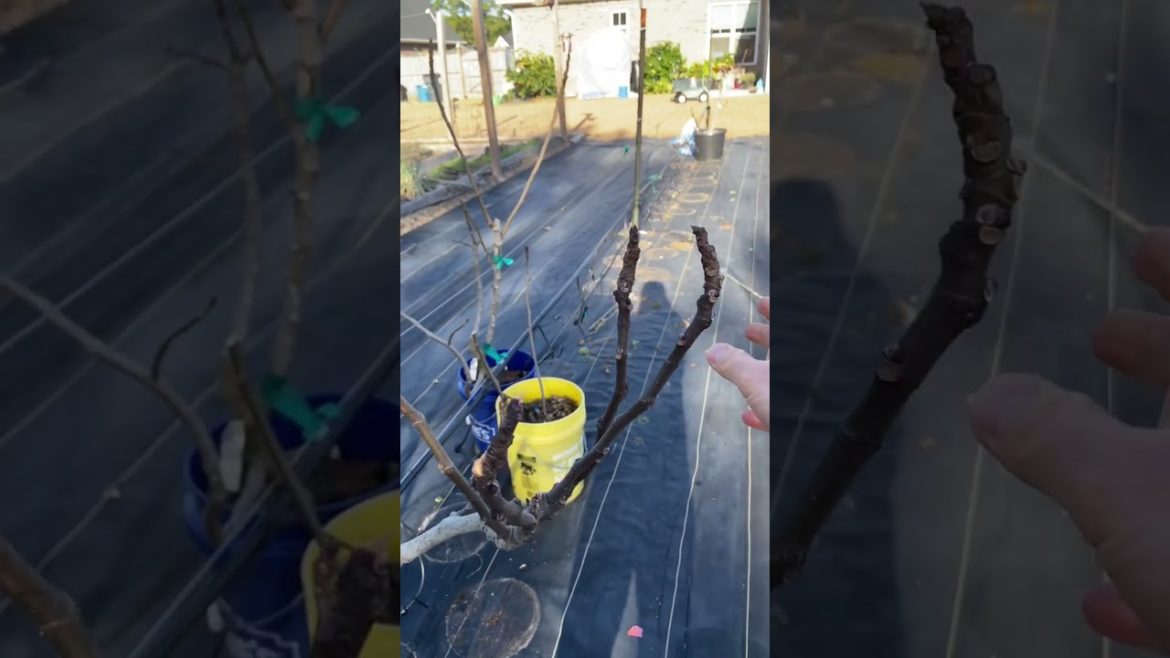 The Shocking TRUTH About Fig Trees