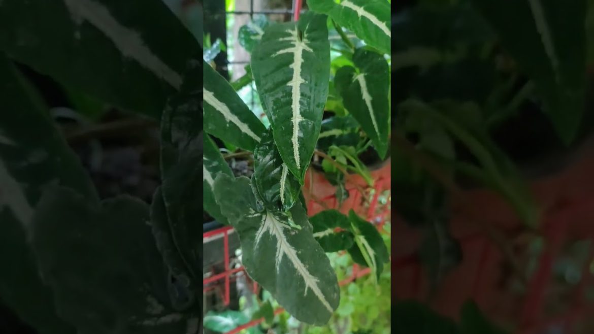 Syngonium Wendlandii propagated. Another excellent plant for a vertical wall garden. #shorts #plant