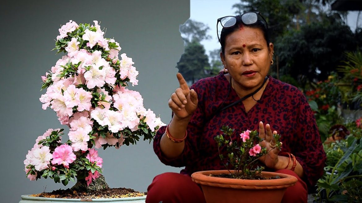 Azalea Plant Potting Mix for Winter I Azalea Plant Care in Nepali I Nepali Garden Tips