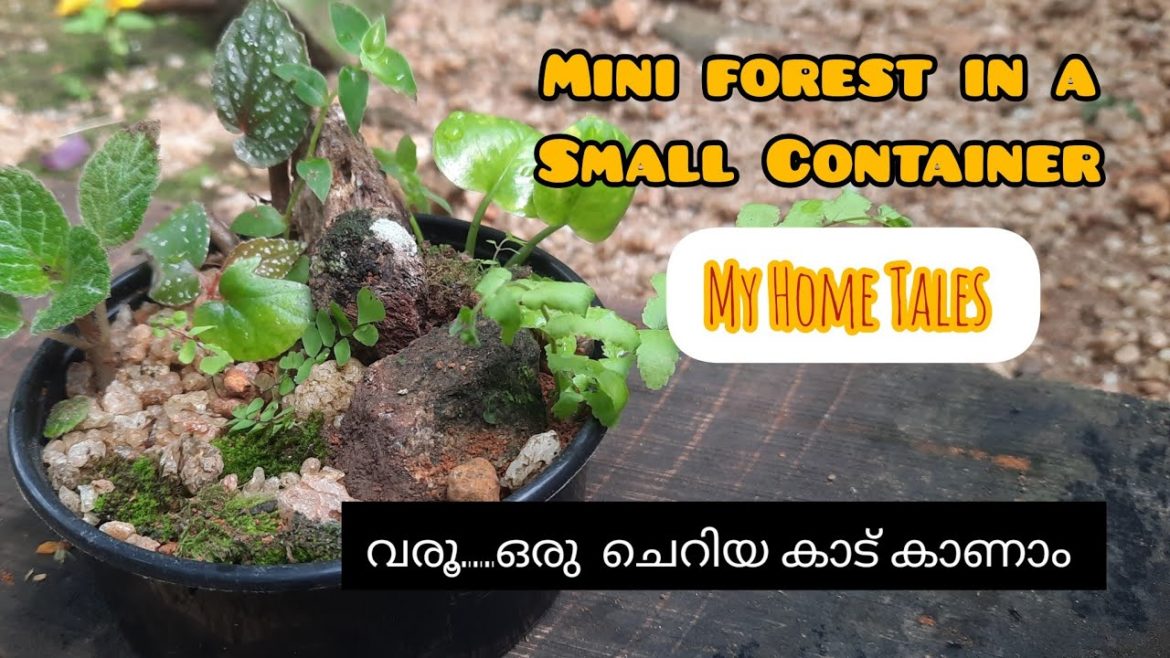 MINI FOREST IN A PLASTIC CONTAINER | ZERO COST MINI FOREST | DIY| MY HOME TALES | MALAYALAM MINI FOREST IN A PLASTIC CONTAINER | ZERO COST MINI FOREST | DIY| MY HOME TALES | MALAYALAM
