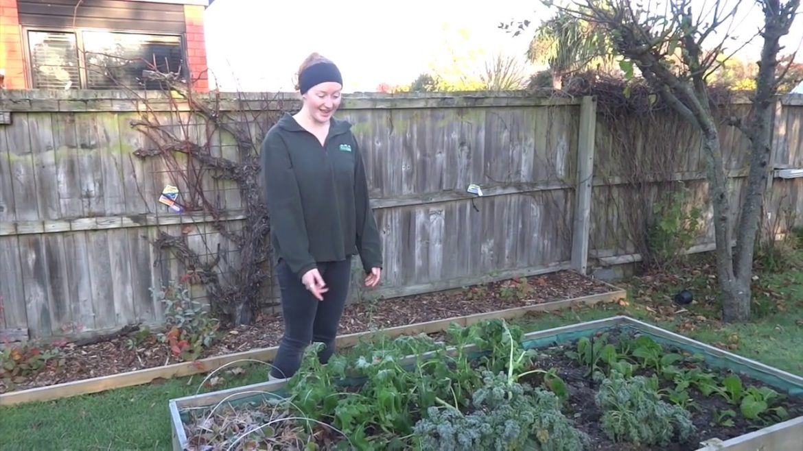 Getting Started – (ru)Grew – Backyard Garden – Christchurch – New Zealand Getting Started - (ru)Grew - Backyard Garden - Christchurch - New Zealand