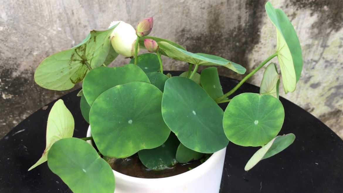 Growing mini lotus at home | growing mini lotus in a small pot | growing mini lotus
