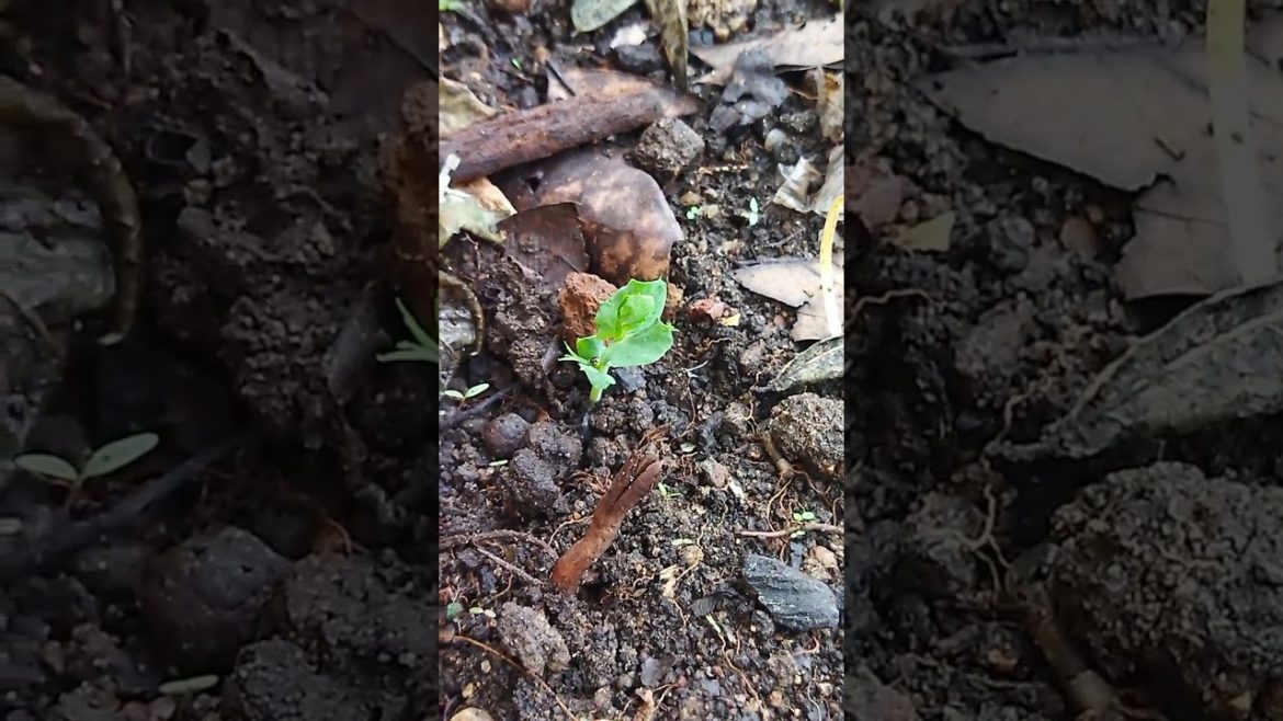 #Shorts Green peas baby plant #Shorts How to Grow Green Peas