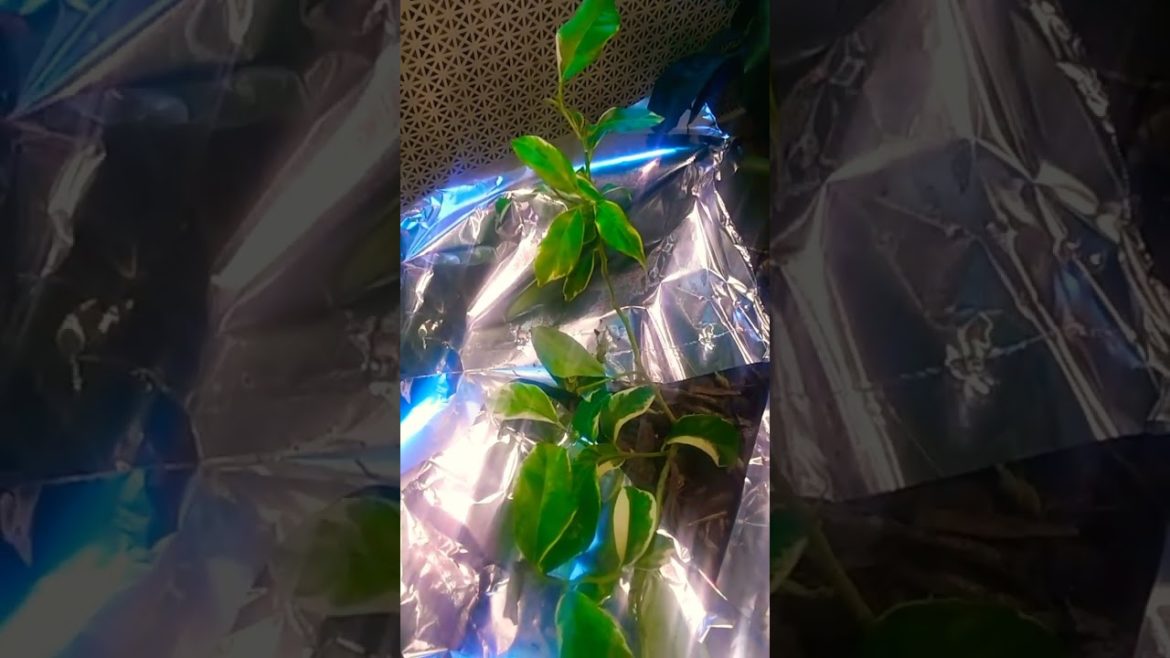 Citrus Trees indoor winter update( Lime, Lemons, Grapefruit)