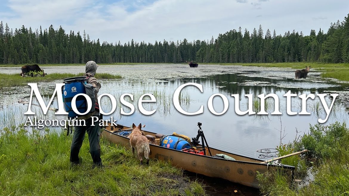 Moose Country – An Algonquin Park Canoe Story Moose Country - An Algonquin Park Canoe Story
