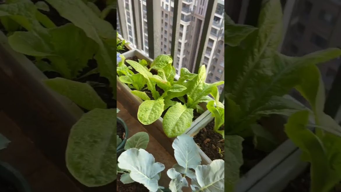 Beautiful vegetable garden at home (P2) #shorts