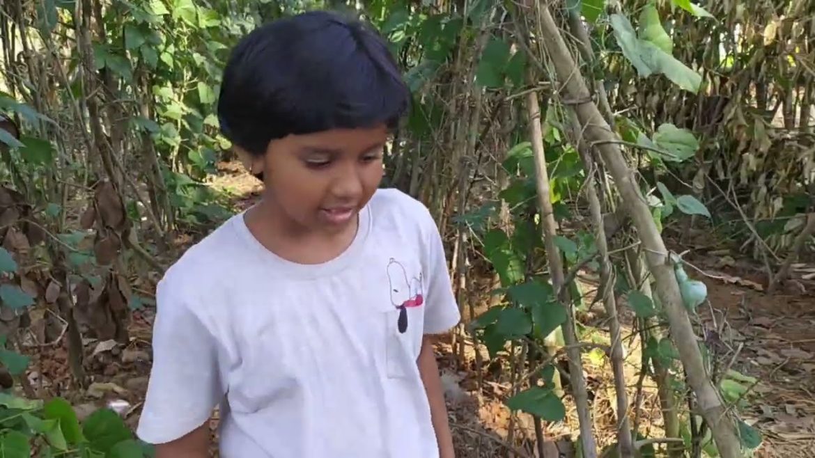 Farm house kitchen garden Growing beans at home is so easy Farm house kitchen garden Growing beans at home is so easy