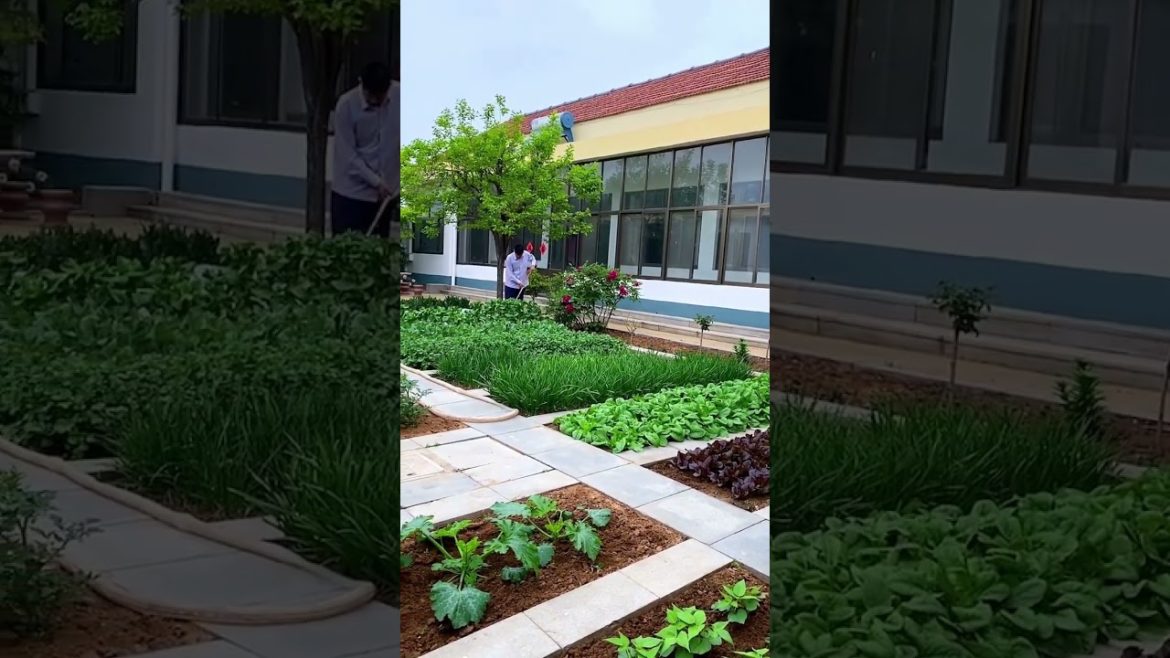 how to growth vegetable #natural how to growth vegetable #natural