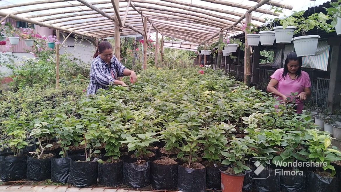 HOW TO TRIM YOUNG BOUGAINVILLEA | BOUGAINVILLEA CARING TIPS #bougainvilleaseller #sanmiguelbulacan HOW TO TRIM YOUNG BOUGAINVILLEA | BOUGAINVILLEA CARING TIPS #bougainvilleaseller #sanmiguelbulacan