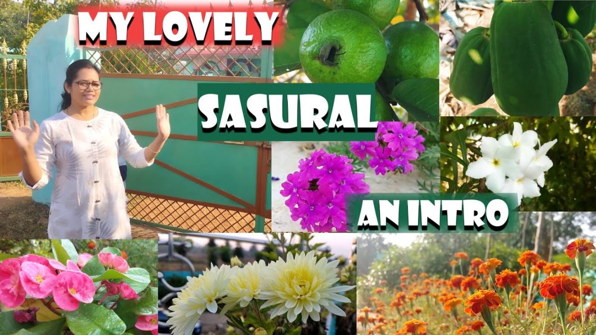 House garden 🏡and home tour || 😃variety of flowers & fruits at home || vlog 1