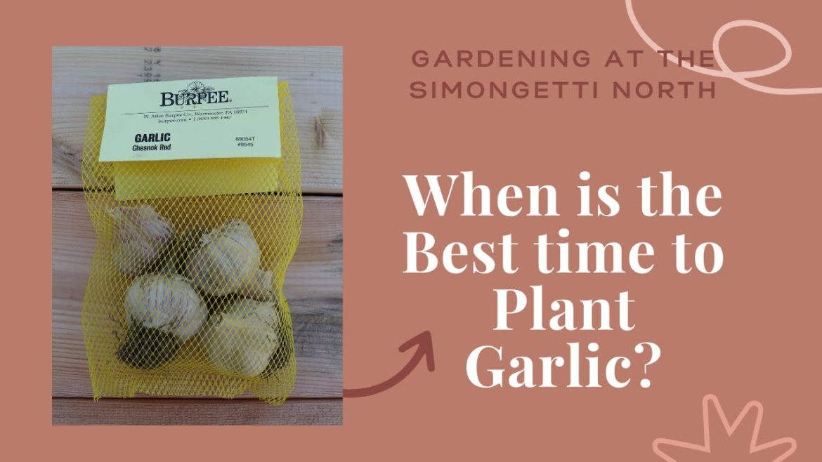Garlic Planting in Containers // Gardening at the Simongetti North