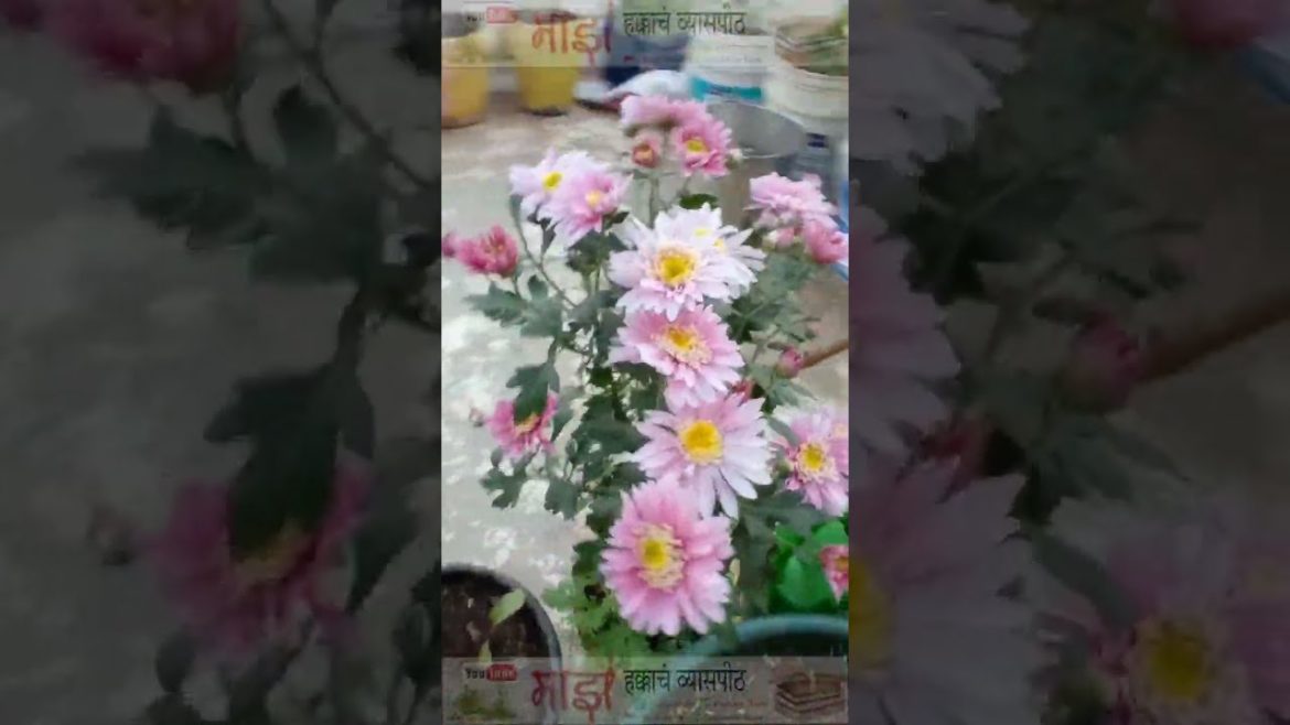 Purple Shevanti Flowers#shorts Purple Shevanti Flowers#shorts