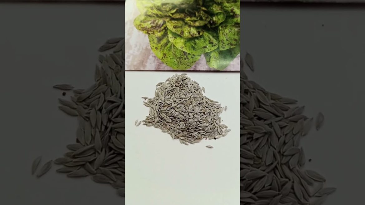 Lettuce Forellenschluss Seeds Unpack and Planting Info #gardening #hydroponics #gardeningtips