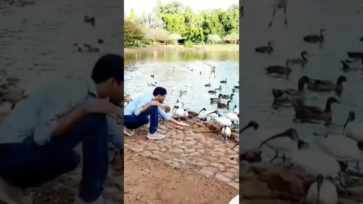 Japanese Gardens Toowoomba#shorts#youtubeshorts#Beauty of japan#garden