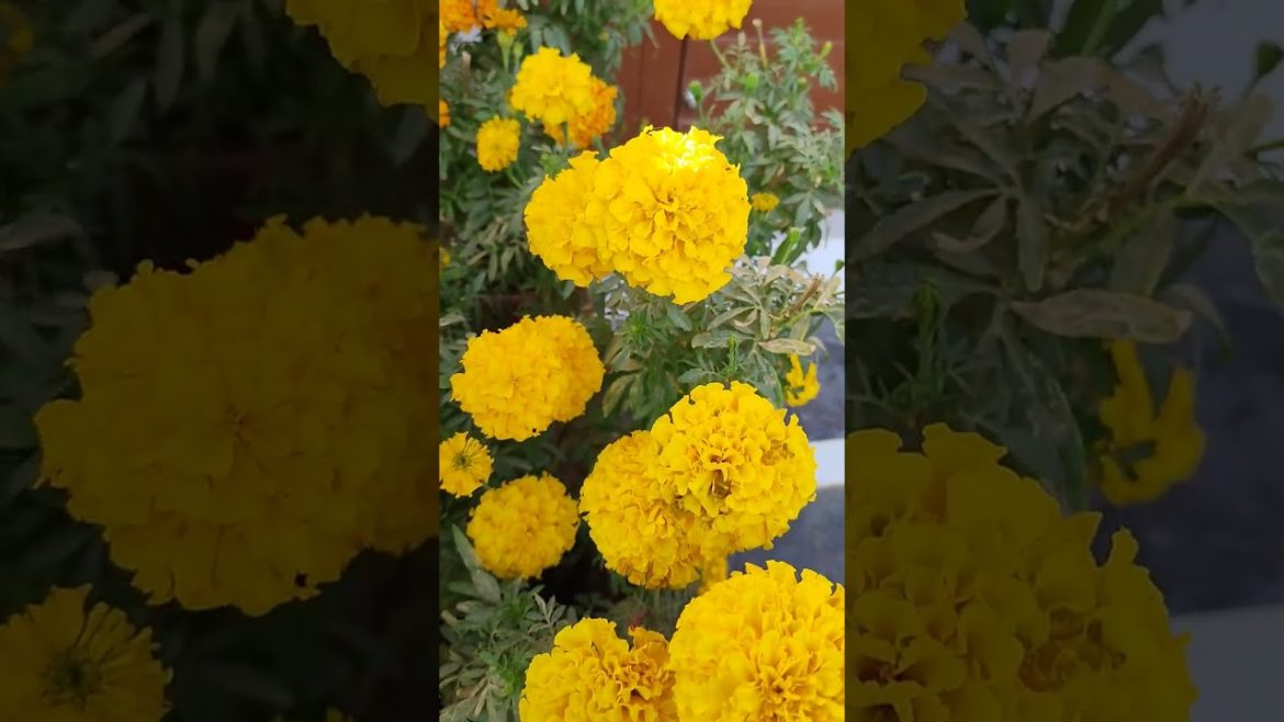 Yellow MeriGold Flowers plant in My Little Garden, KK Home Gardening, Winter Flowering plans