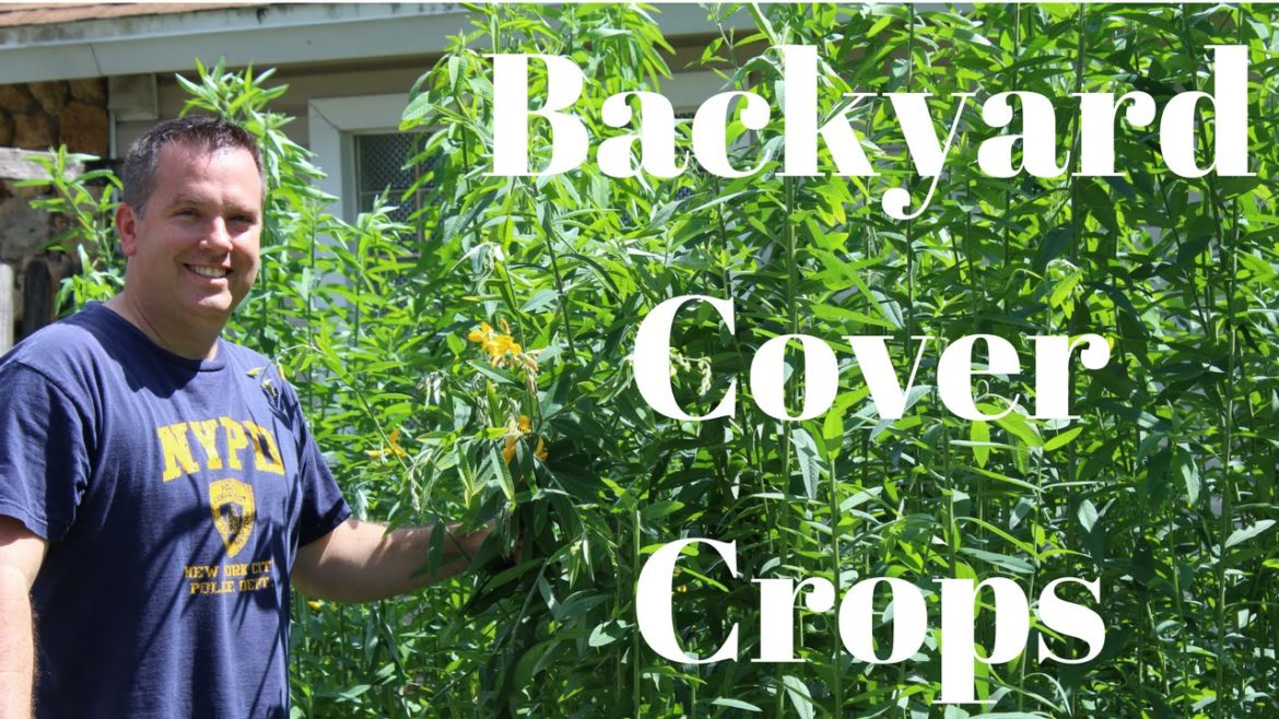 Cover Crops for your Backyard Garden Cover Crops for your Backyard Garden