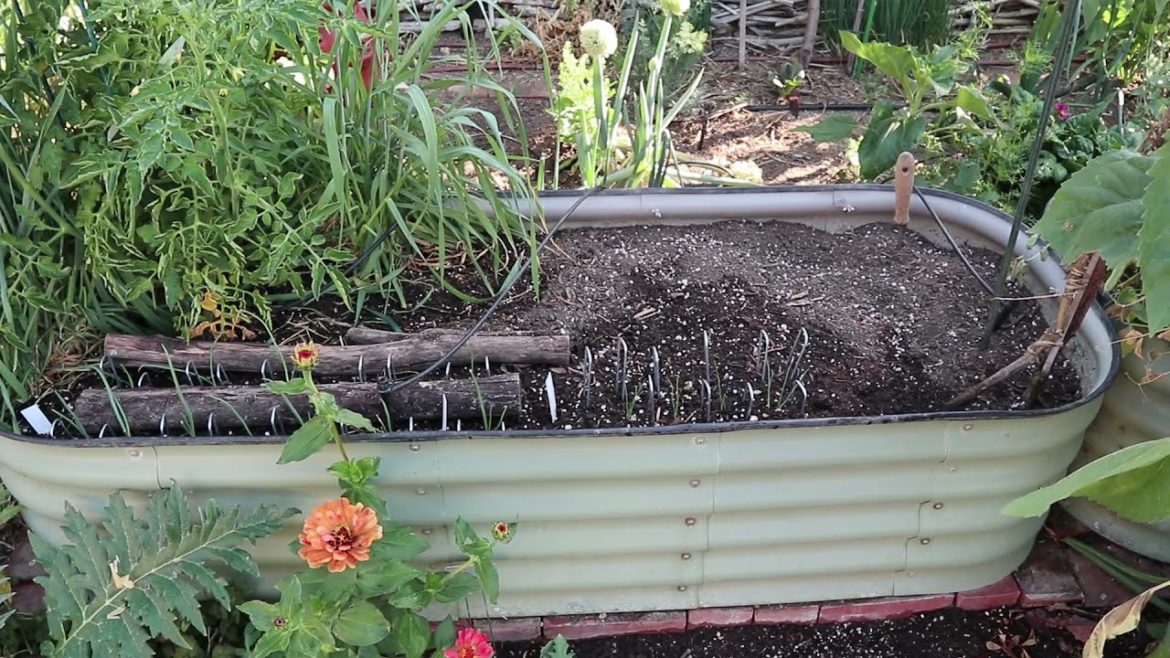 2021 April 4th -- Garden Update (A General Backyard Garden Update)