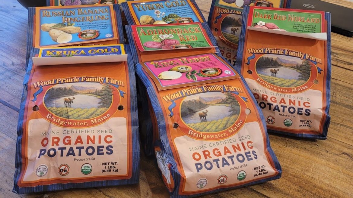 Time to Plant Potatoes / Seedling Massacre / Backyard Garden Tour