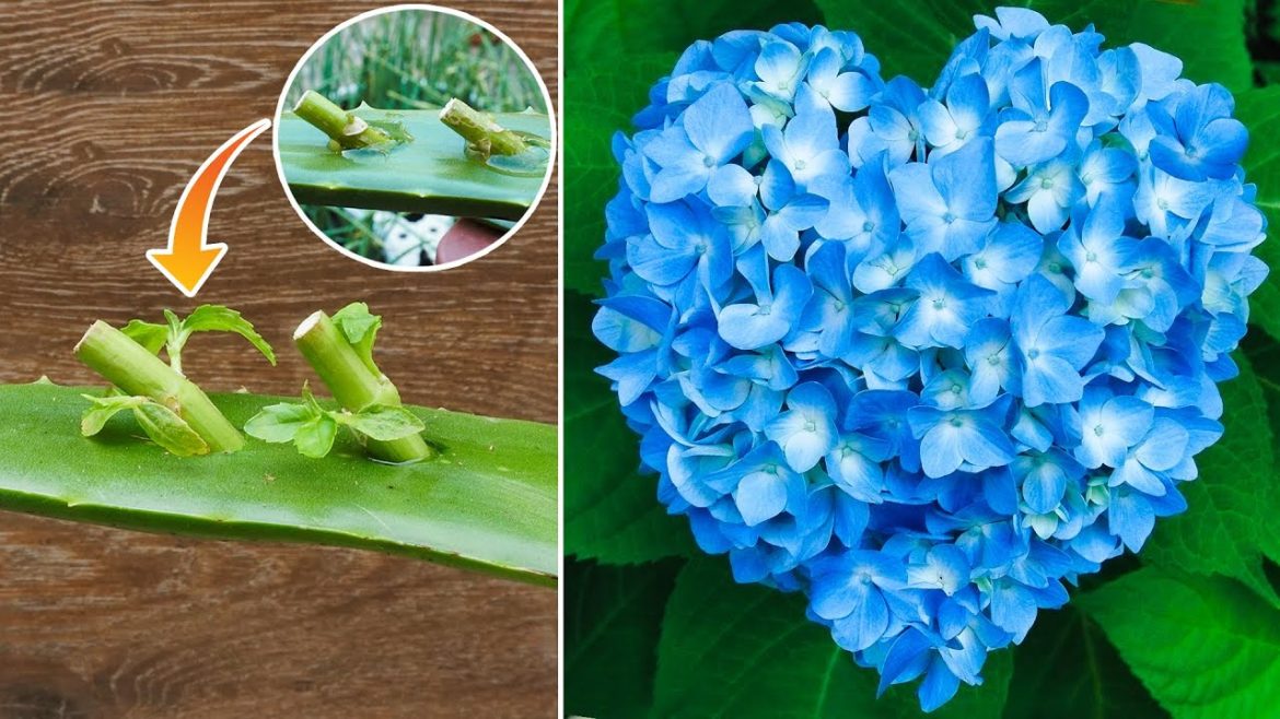 Great tips, How to propagate hydrangea flower from cuttings using aloe vera 100% success