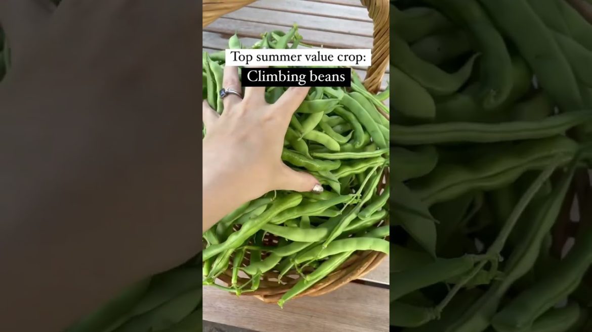 Save money with this top summer value crop for gardening beginners