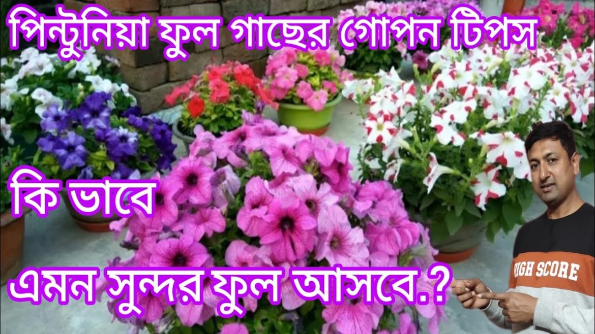Petunia maximum number of flowers /Petunia winter flower plant care / garden tips /@BaganBondhu