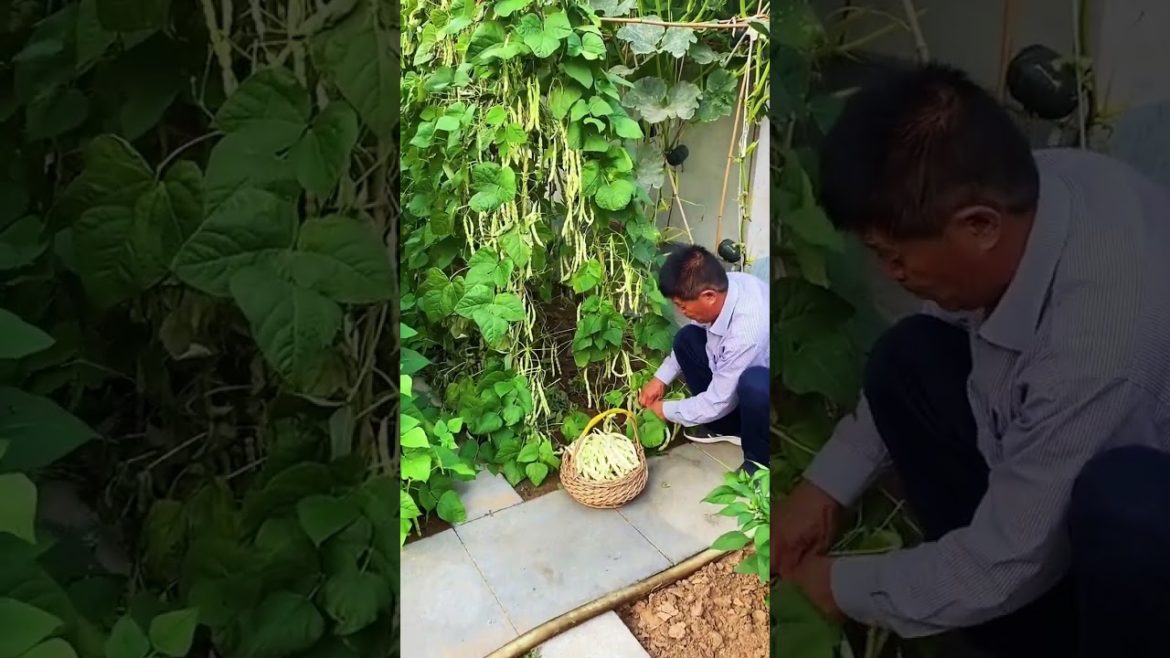 how to growth vegetable #natural how to growth vegetable #natural