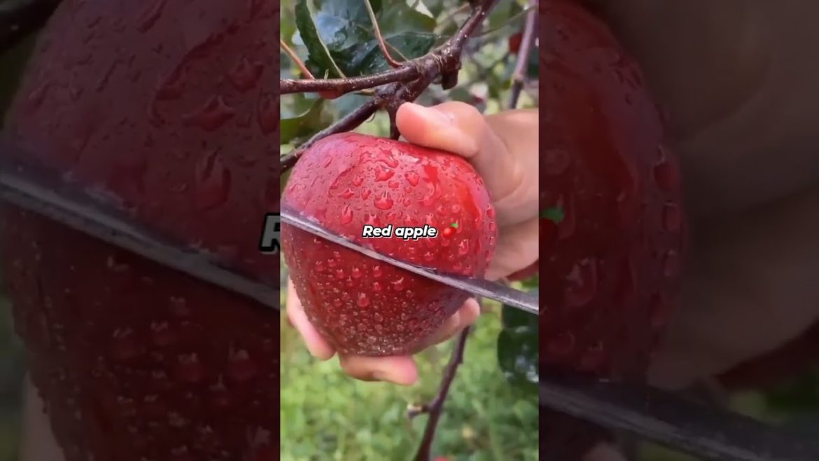 Apple gardening#satusfying #shortsfeed Apple gardening#satusfying #shortsfeed