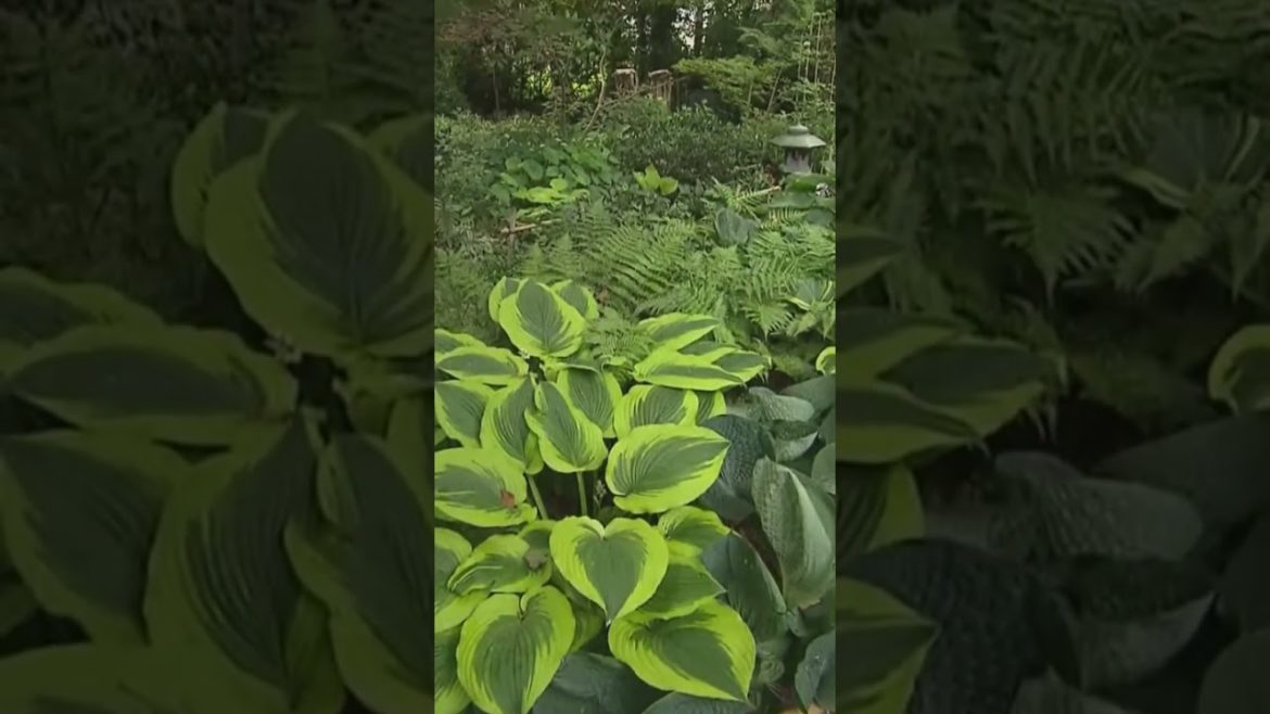 Tranquil Woodland Garden with Beautiful Pond #shorts