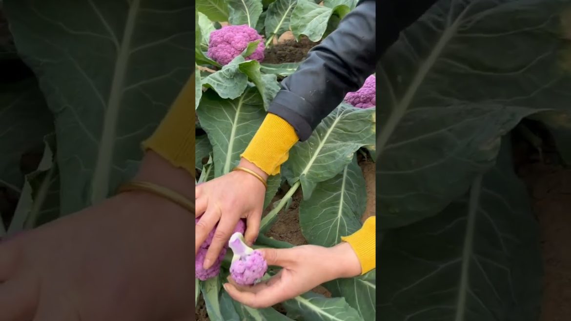 Beautiful Nature with Rural Life (P67) #shorts