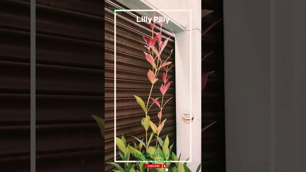 Lilly Pilly Plant Feature, Care & Propagation #lillypilly #lilly #gardening #landscaping #nursery