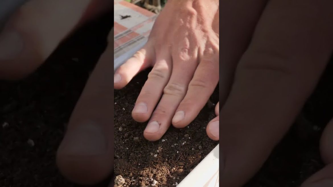 Grow Spring Onions from Seed to Harvest - Container Garden