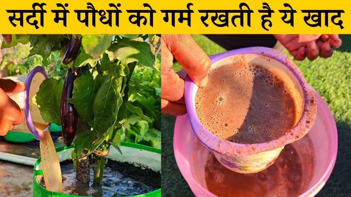 सर्दी में पौधों को गर्म रखती है ये खाद जानें इसे देने का तरीका | Mustard Cake Fertilizer In Hindi