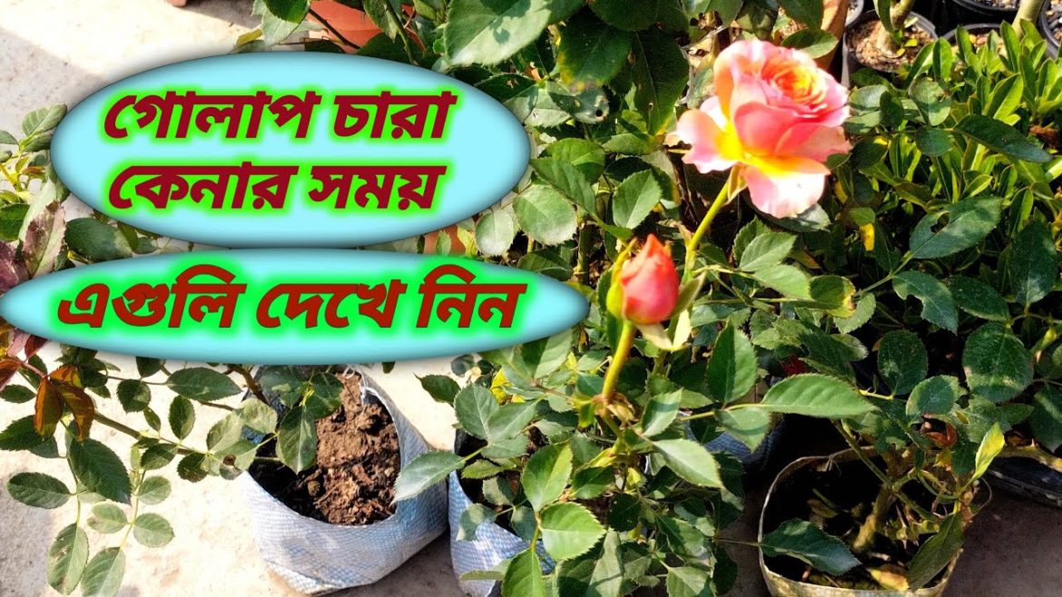 What Kind Of Rose Plant To Buy | New Rose Plant Growing Tips In Bangla What Kind Of Rose Plant To Buy | New Rose Plant Growing Tips In Bangla