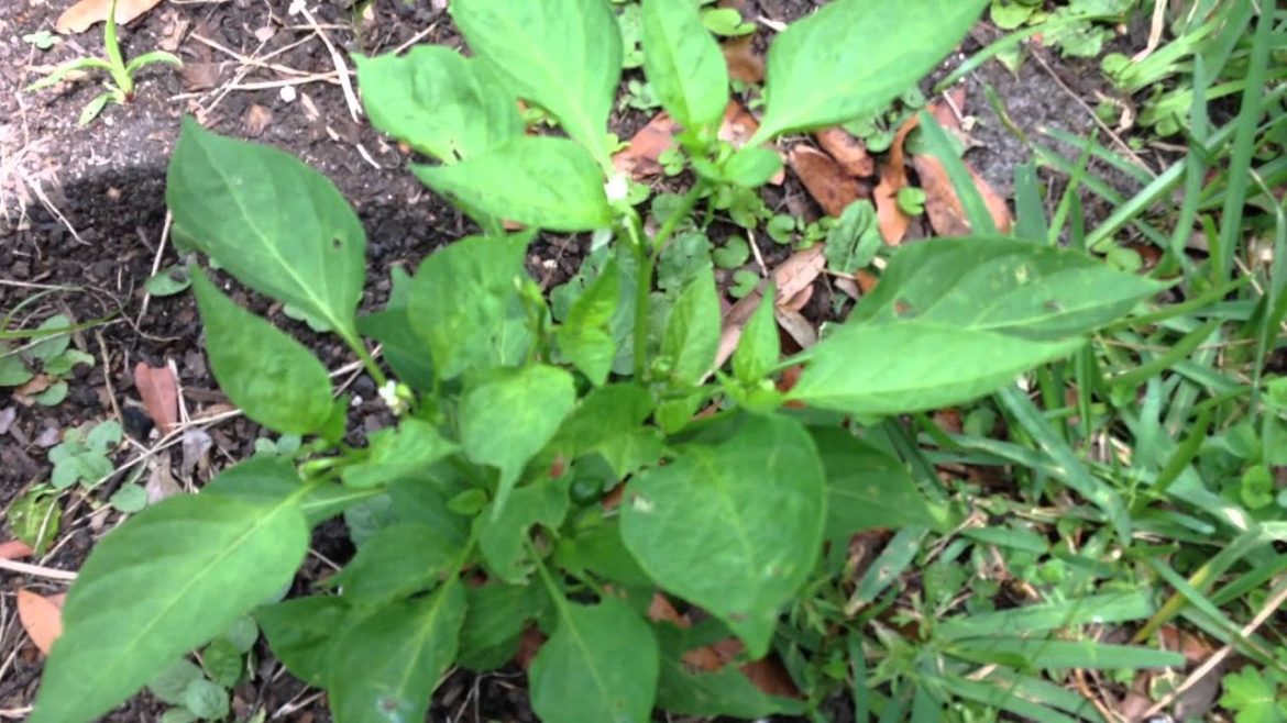 Central Florida Backyard Garden. Pepper plants growing nice!