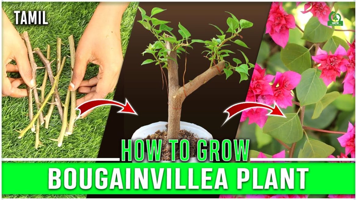 Easy way to grow bougainvillea plant Tamil | from cutting (Best Result) Easy way to grow bougainvillea plant Tamil | from cutting (Best Result)