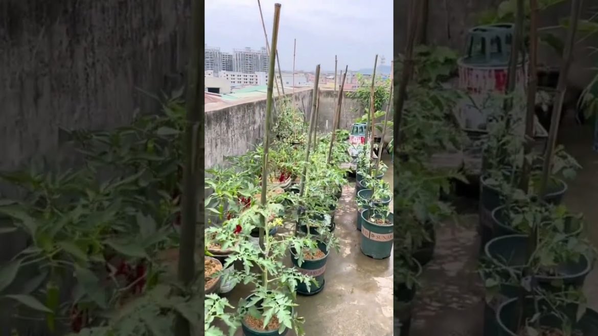 how to growth vegetable #natural how to growth vegetable #natural