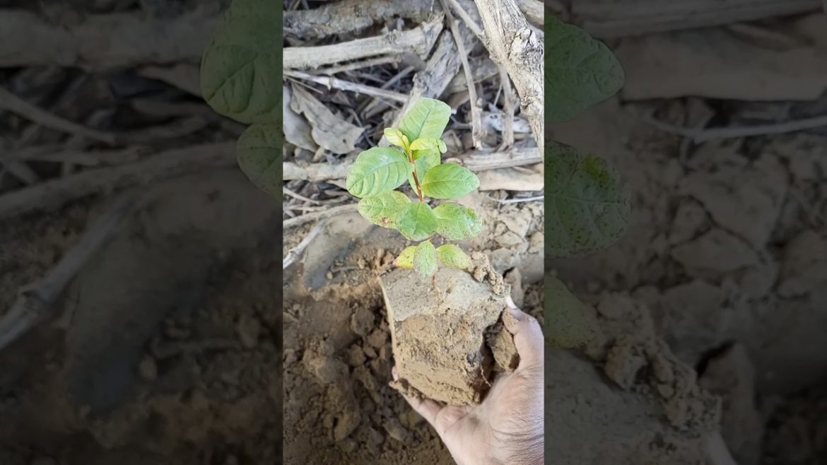 Guava plant shifting #shorts #youtubeshorts #viral #gardening Guava plant shifting #shorts #youtubeshorts #viral #gardening