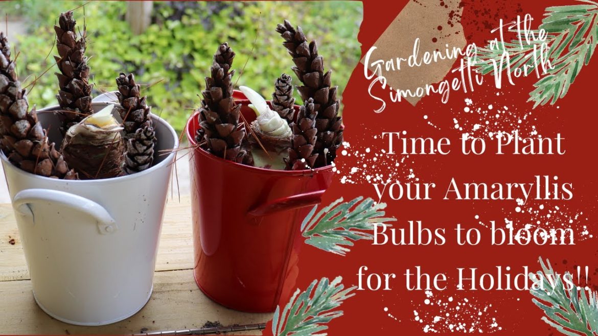 Planting Amaryllis Bulbs Indoors // Gardening at the Simongetti North Planting Amaryllis Bulbs Indoors // Gardening at the Simongetti North