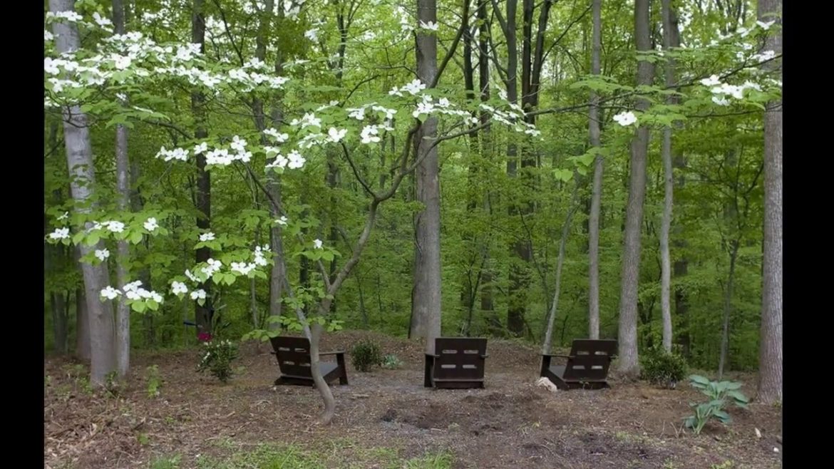 Woodland garden design ideas