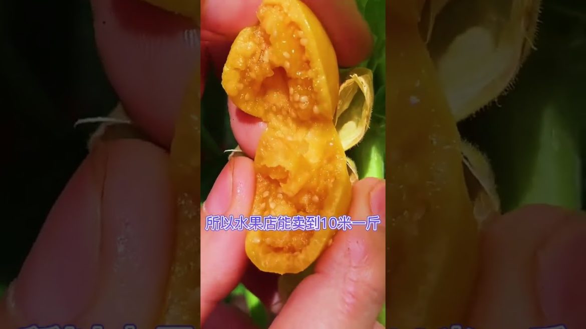 how to growth vegetable #natural how to growth vegetable #natural